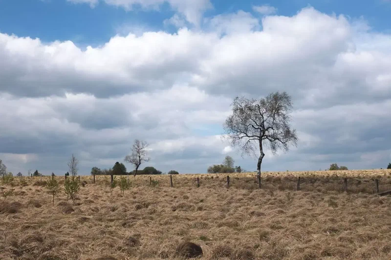Arbre isolé dans la lande des Fagnes sous un ciel nuageux