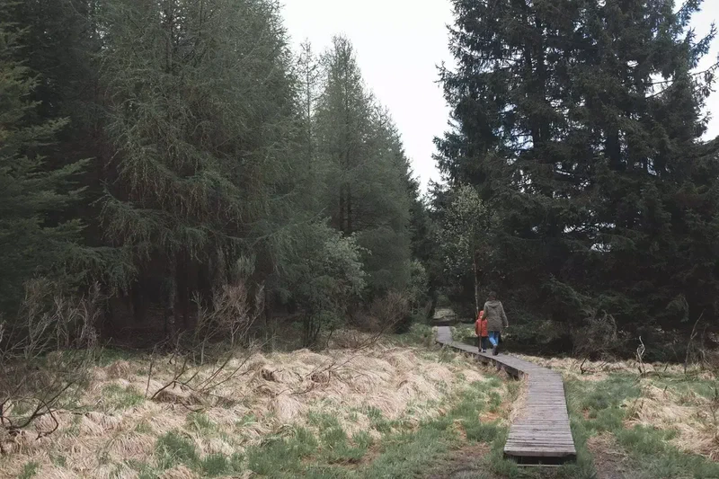 Caillebotis à travers la fagne, entre les sapins
