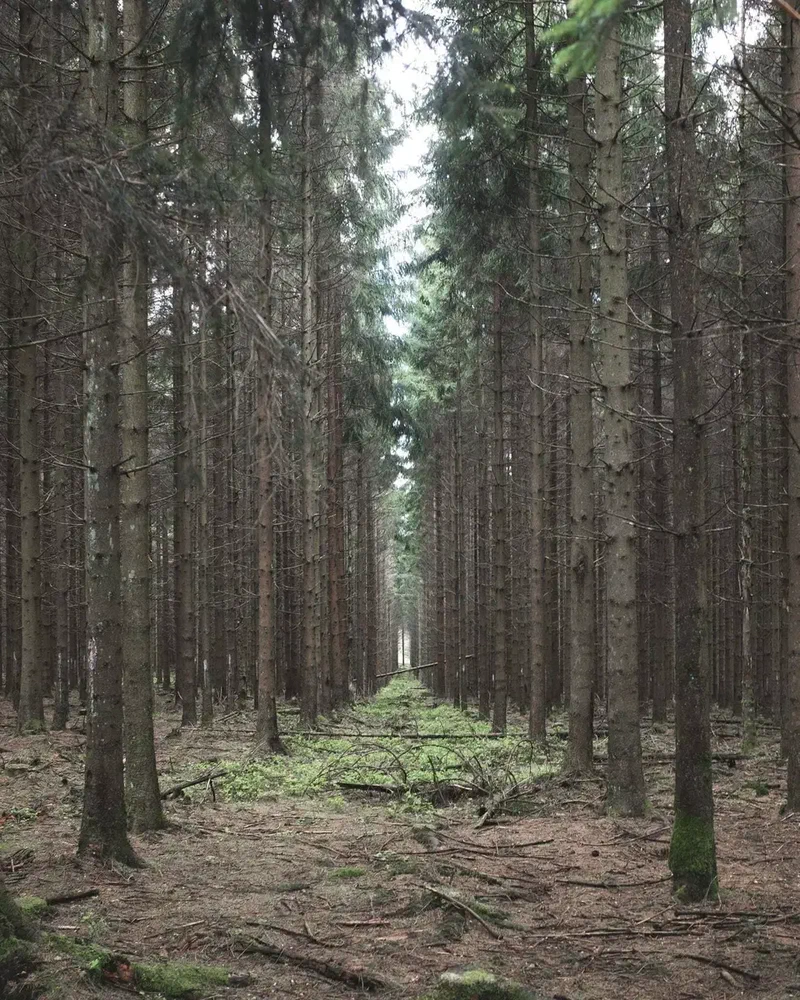 Allée droite dans une forêt d'épicéas