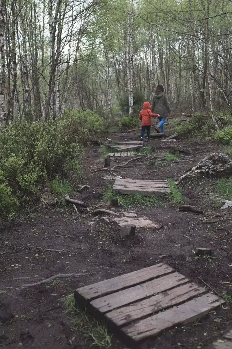Sentier en caillebotis dans un bois de bouleaux