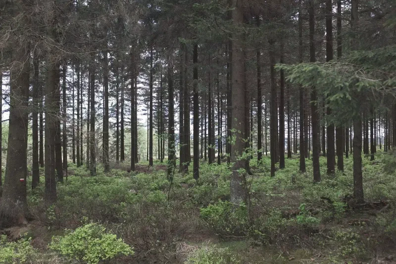 Forêt d’épicéas aux troncs droits et sous-bois vert