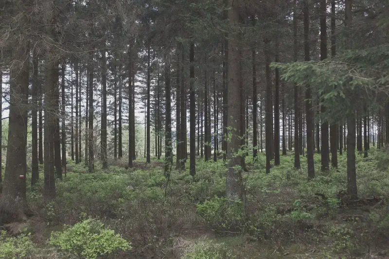 baraque-michel-9.webp