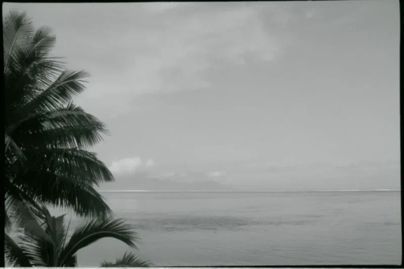Palmier et mer calme en noir et blanc