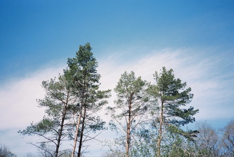 Trois pins sous un ciel bleu