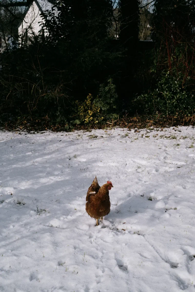 Chicken walking in the snow