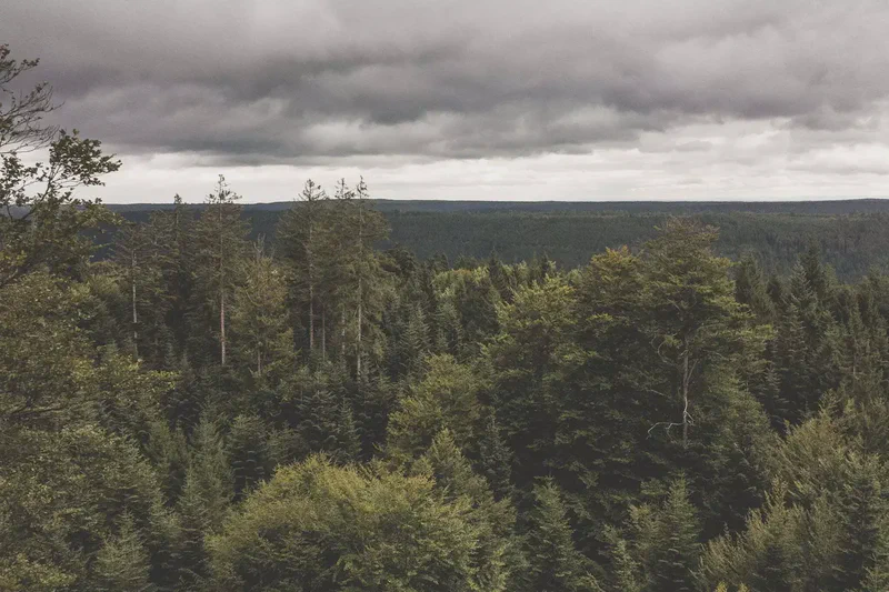 schwarzwald-13.webp