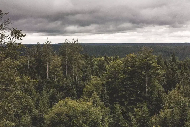 Forêt-Noire vue d’en haut sous un ciel gris
