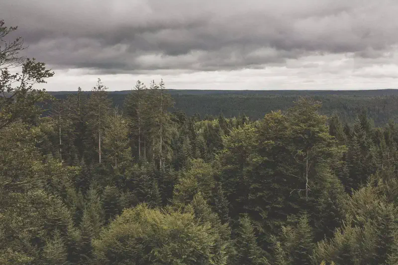 schwarzwald-13.webp