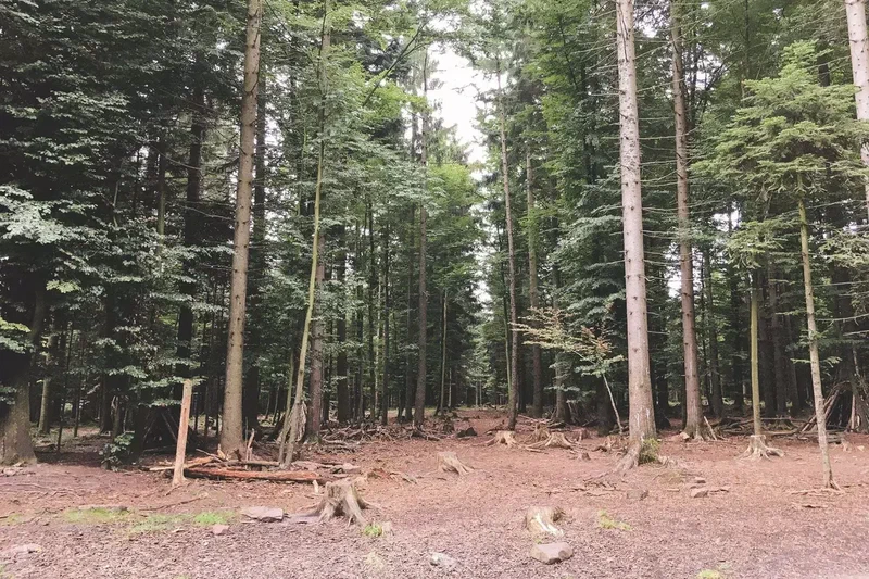 Sous-bois de grands sapins en Forêt-Noire
