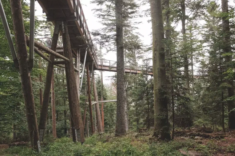 Piliers en bois du sentier des cimes au milieu des sapins