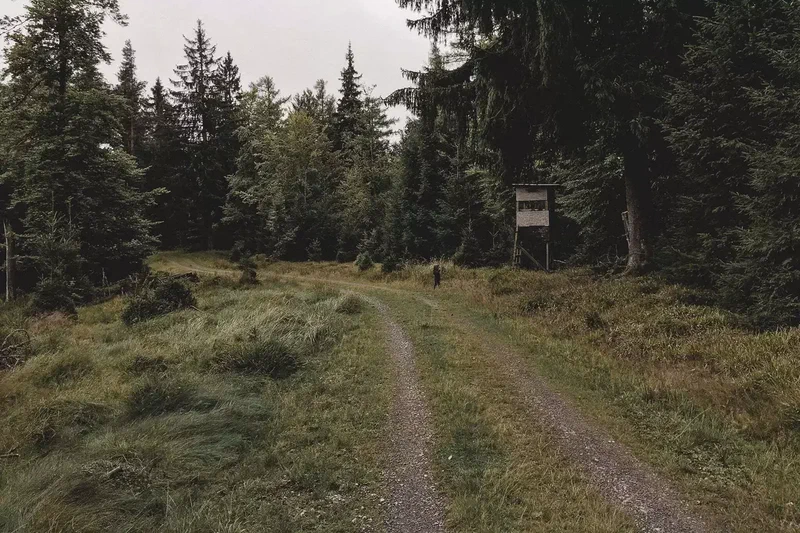 Chemin de terre qui s'enfonce dans la forêt