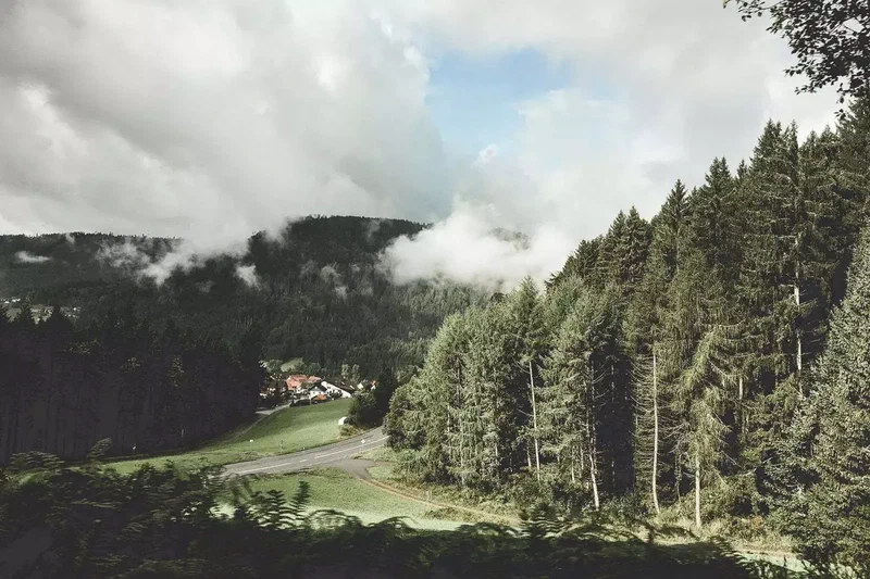 Vallée verte et nuages bas sur les sapins