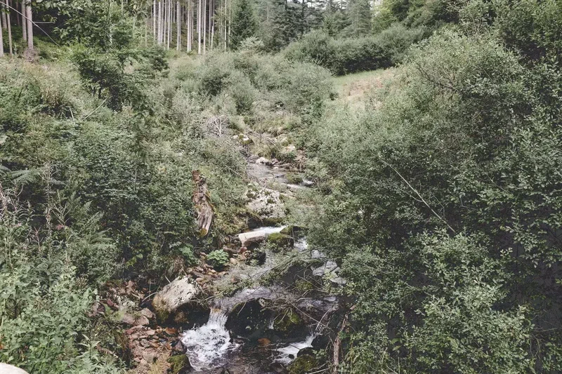 Ruisseau qui descend entre les rochers et les buissons