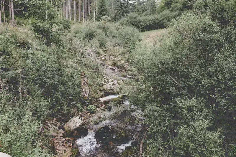 schwarzwald-30.webp