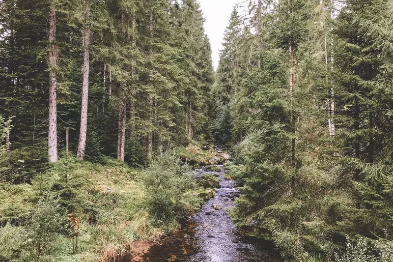 Rivière qui serpente dans une forêt de sapins