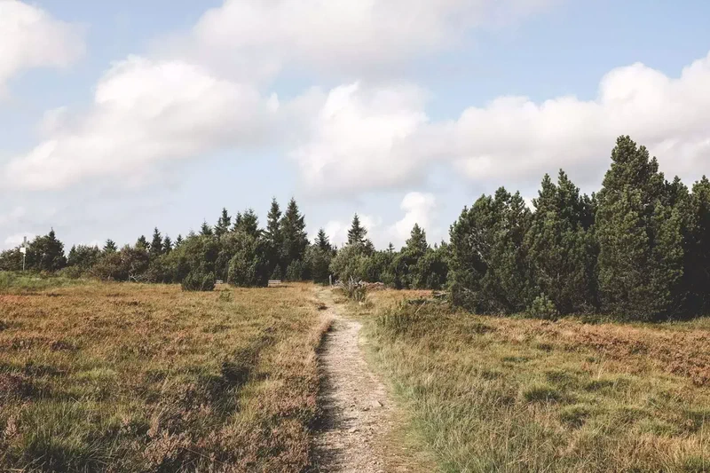 Sentier étroit à travers la lande vers les sapins