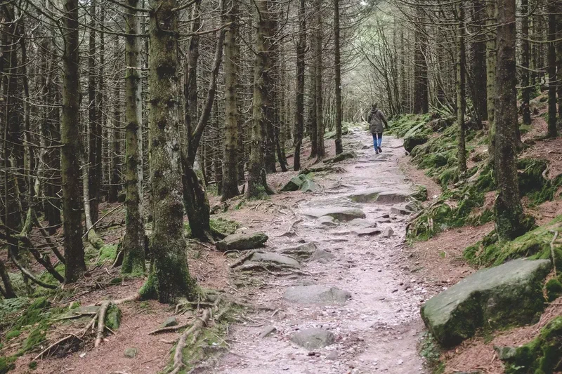 Randonneur sur un sentier de pierre dans la forêt