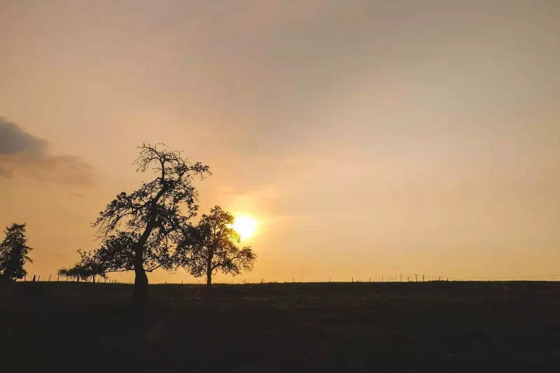 Arbre en silhouette au coucher du soleil