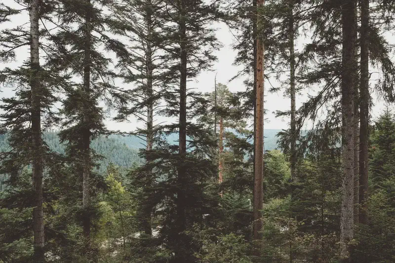 Schwarzwald 4
