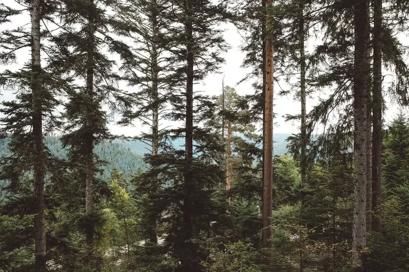 Grands sapins et vue sur la vallée
