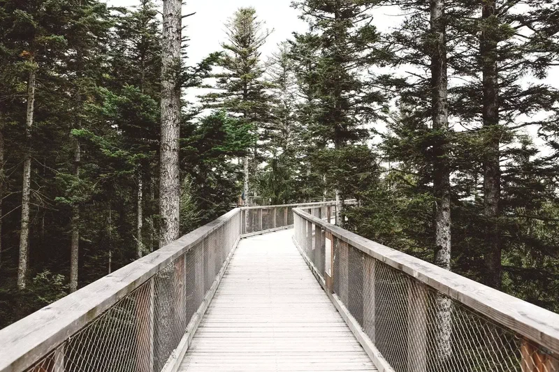 Passerelle en bois qui file entre les sapins