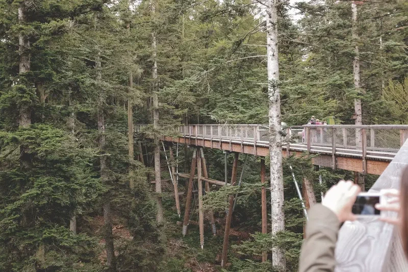 Passerelle du sentier des cimes vue à travers les arbres