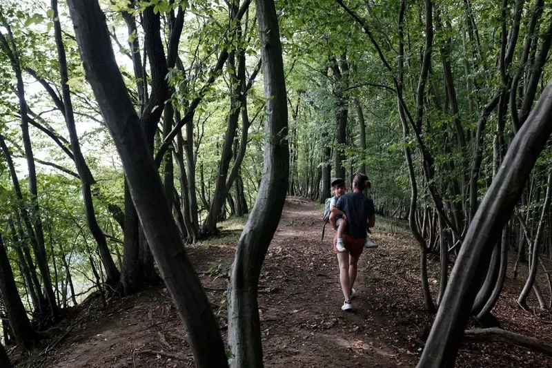 Randonneurs sur un chemin de crête entre les arbres