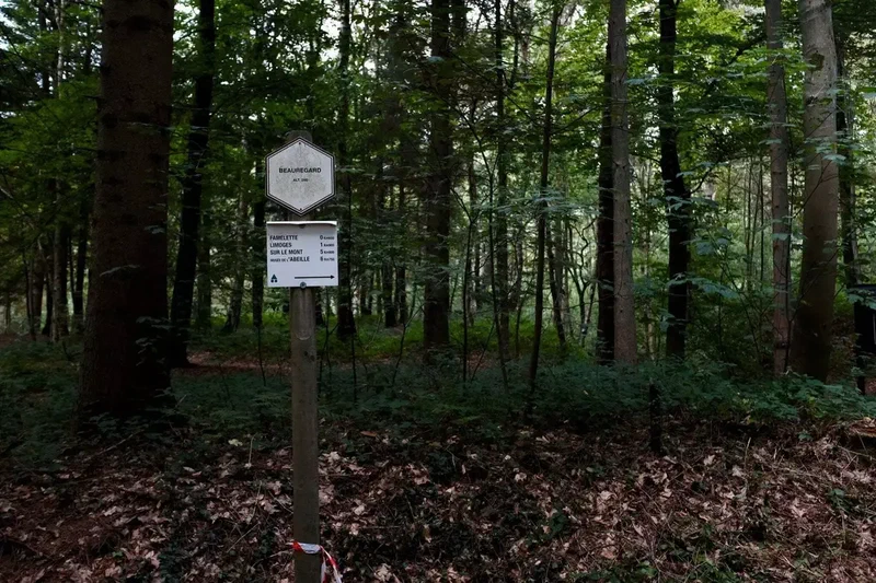 Poteau de balisage dans une forêt de sapins