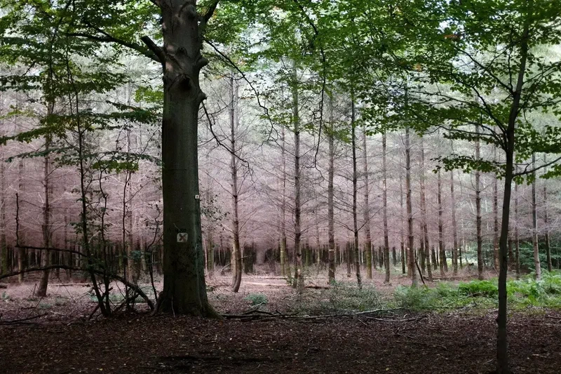 Forêt de mélèzes aux couleurs rosées