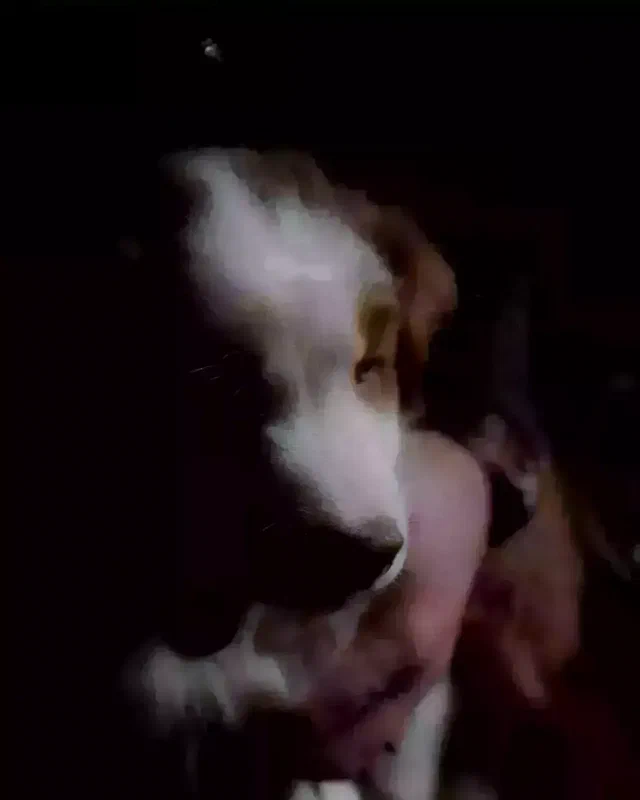 Portrait d’un chien dans l’obscurité