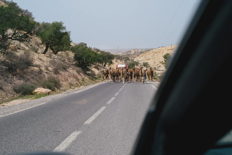 Entre Imsouane et Tamraght - Ys294898