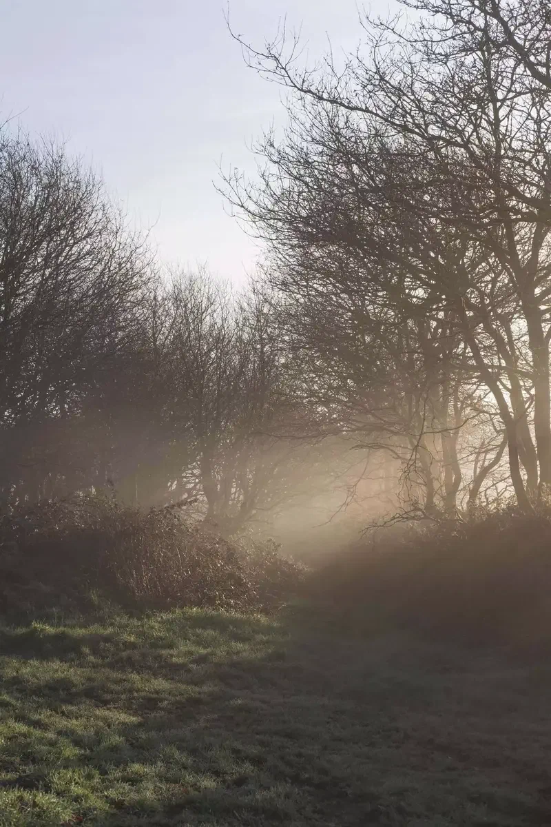 Arbres nus dans la brume du matin