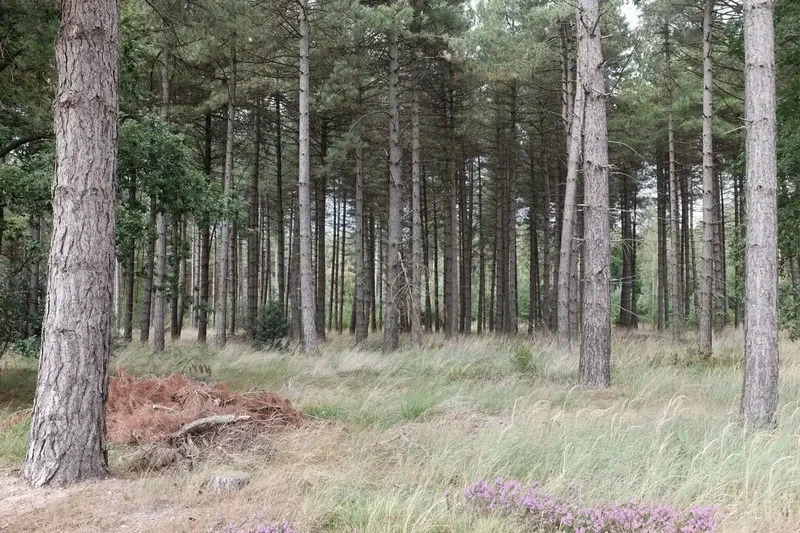 Pinède et herbes hautes en Haute Campine
