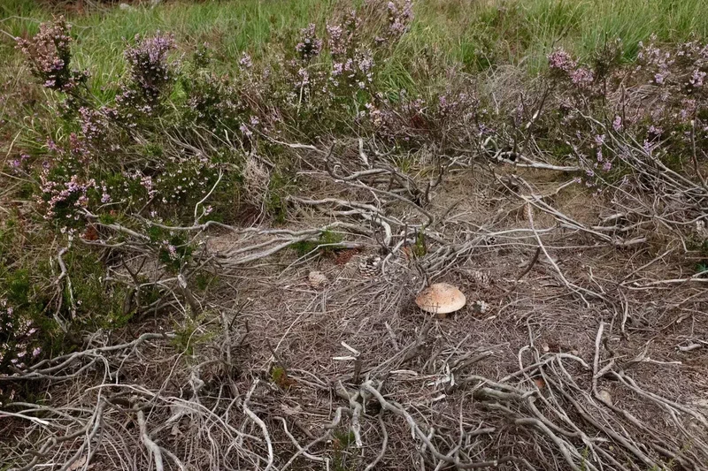 Bruyère et petit champignon au sol