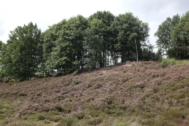 Talus de bruyère sous une rangée d'arbres