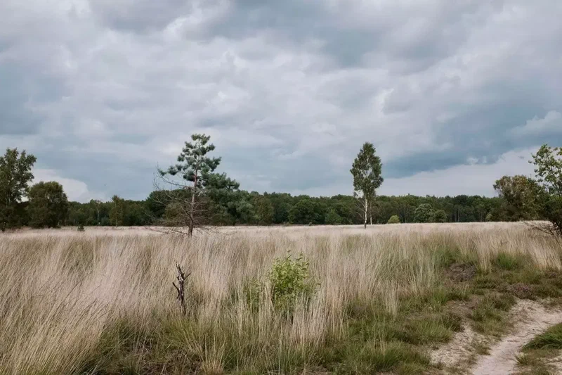 Plaine d’herbes sèches et quelques pins