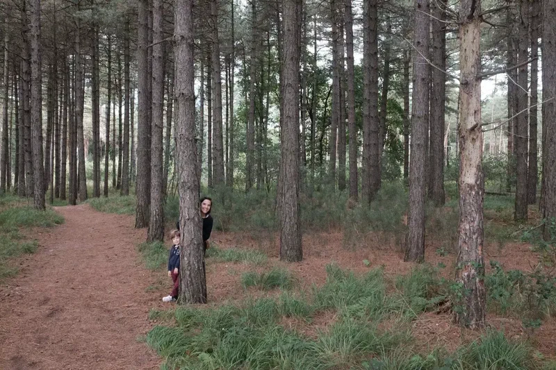 Enfant caché derrière un pin dans la forêt