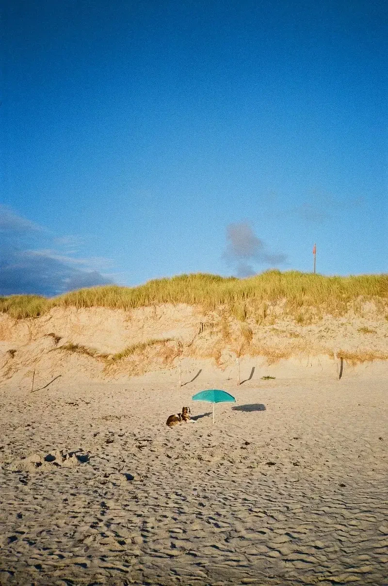 Parasol vert au pied de la dune