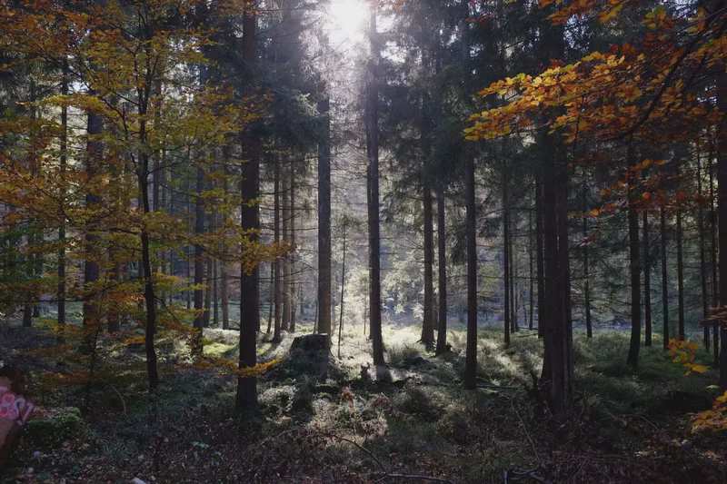 DSCF8736.webp